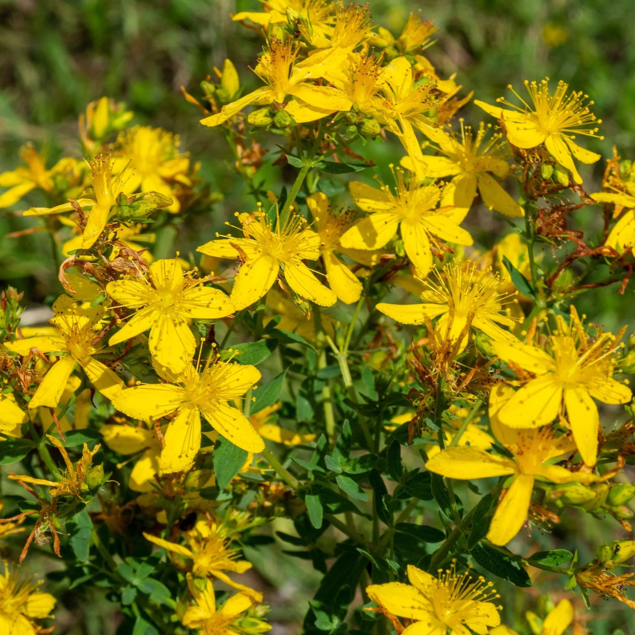 Hypericum 'Mirable Blizz' 2L