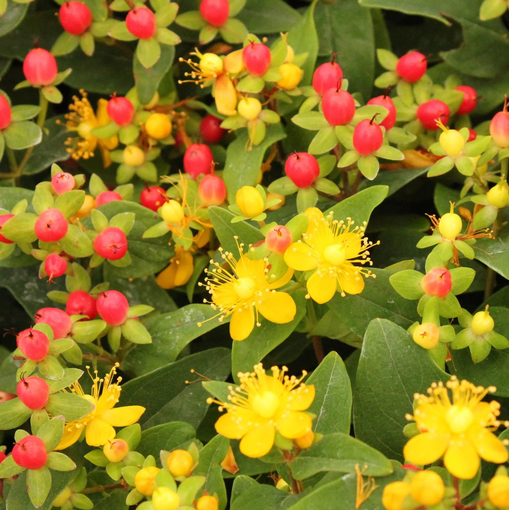 Hypericum 'Mirable Blizz' 2L