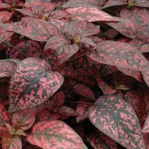 Hypoestes Splash Red Seeds