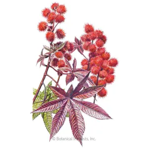 Impala Castor Bean Seeds