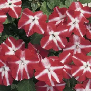 Impatiens Accent Red Star Flower Seeds