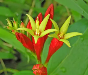 Indian Pink Spigelia marilindica 5 Seeds  USA Company