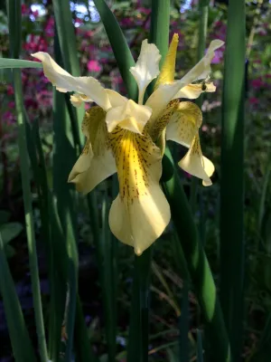 Iris forrestii  ZHNP172 (Forrest's Iris)