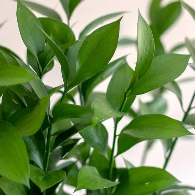 Israeli Ruscus Greenery