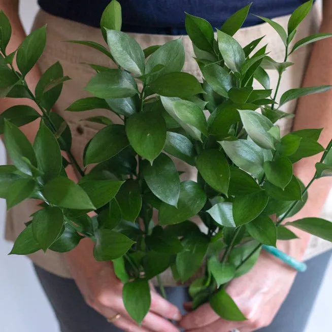 Israeli Ruscus Greenery