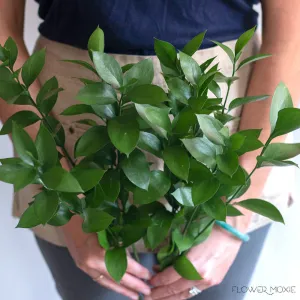 Israeli Ruscus Greenery