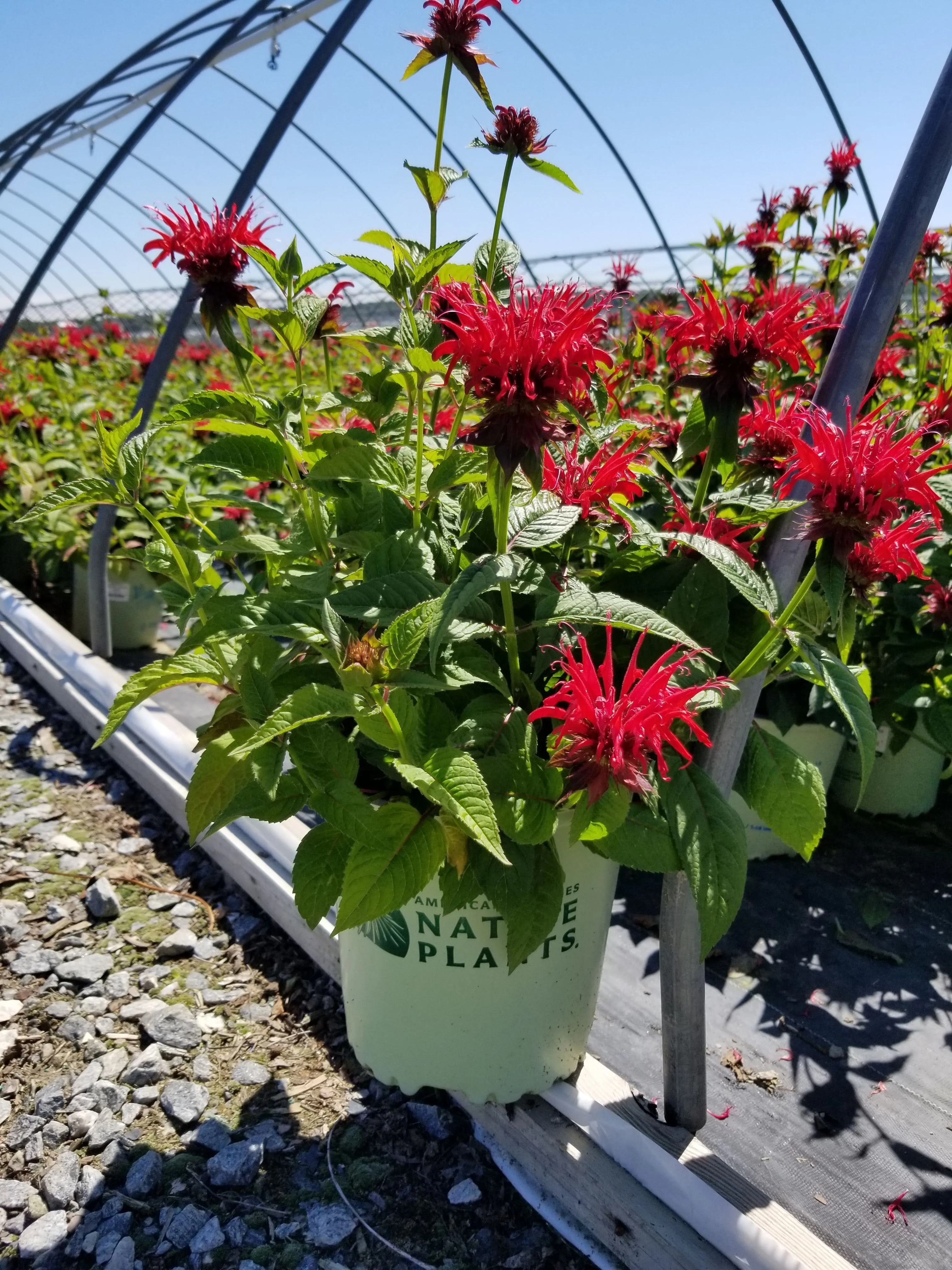 Jacob Cline Bee Balm