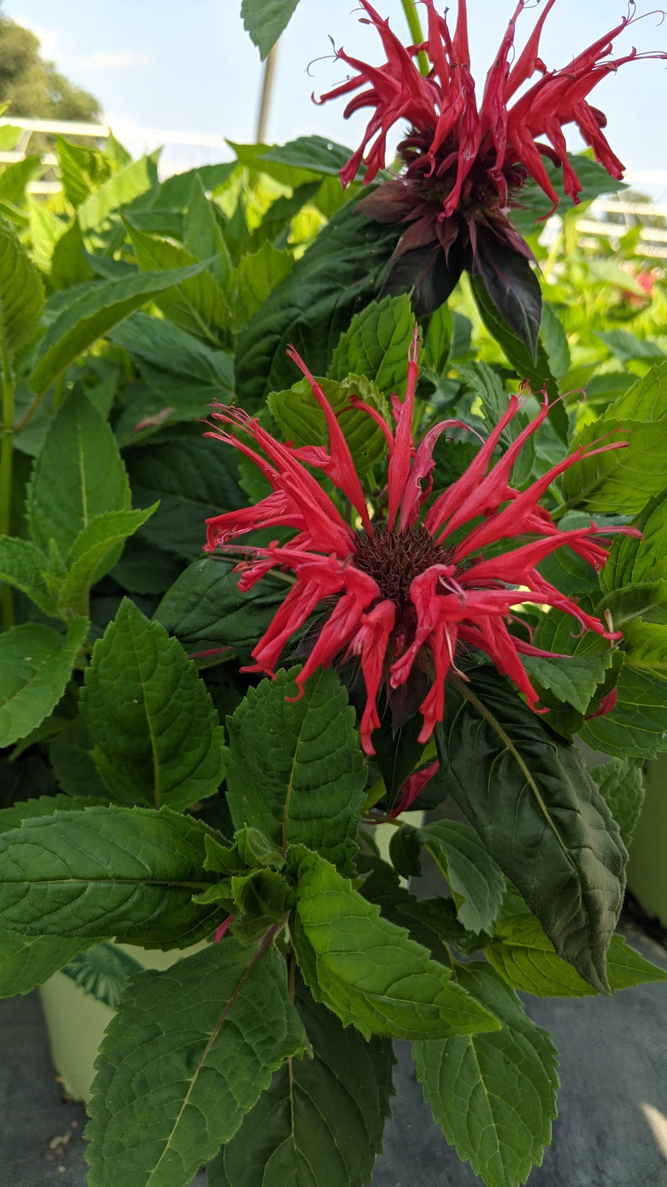 Jacob Cline Bee Balm