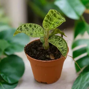 Jewel Orchid (Machodes petola)