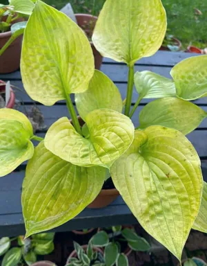 Joan's Alter Ego Hosta