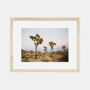 Joshua Tree Photographic Print