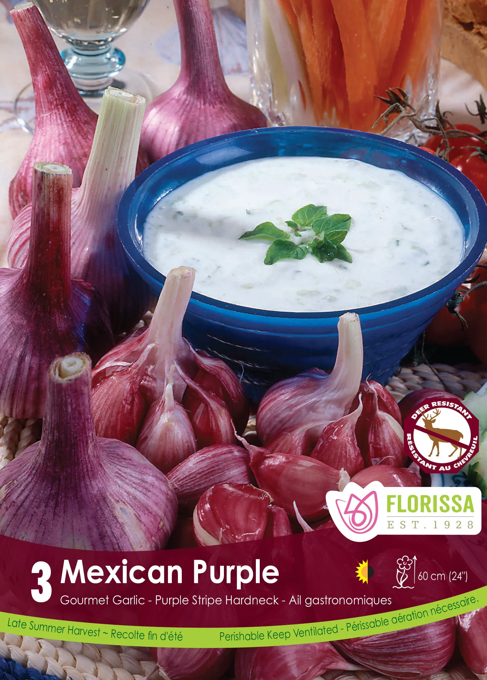 Jumbo Mexican Purple Garlic