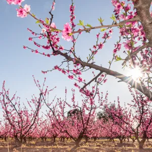 June Gold Peach Tree