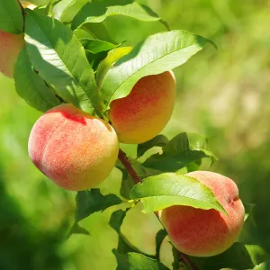 June Gold Peach Tree