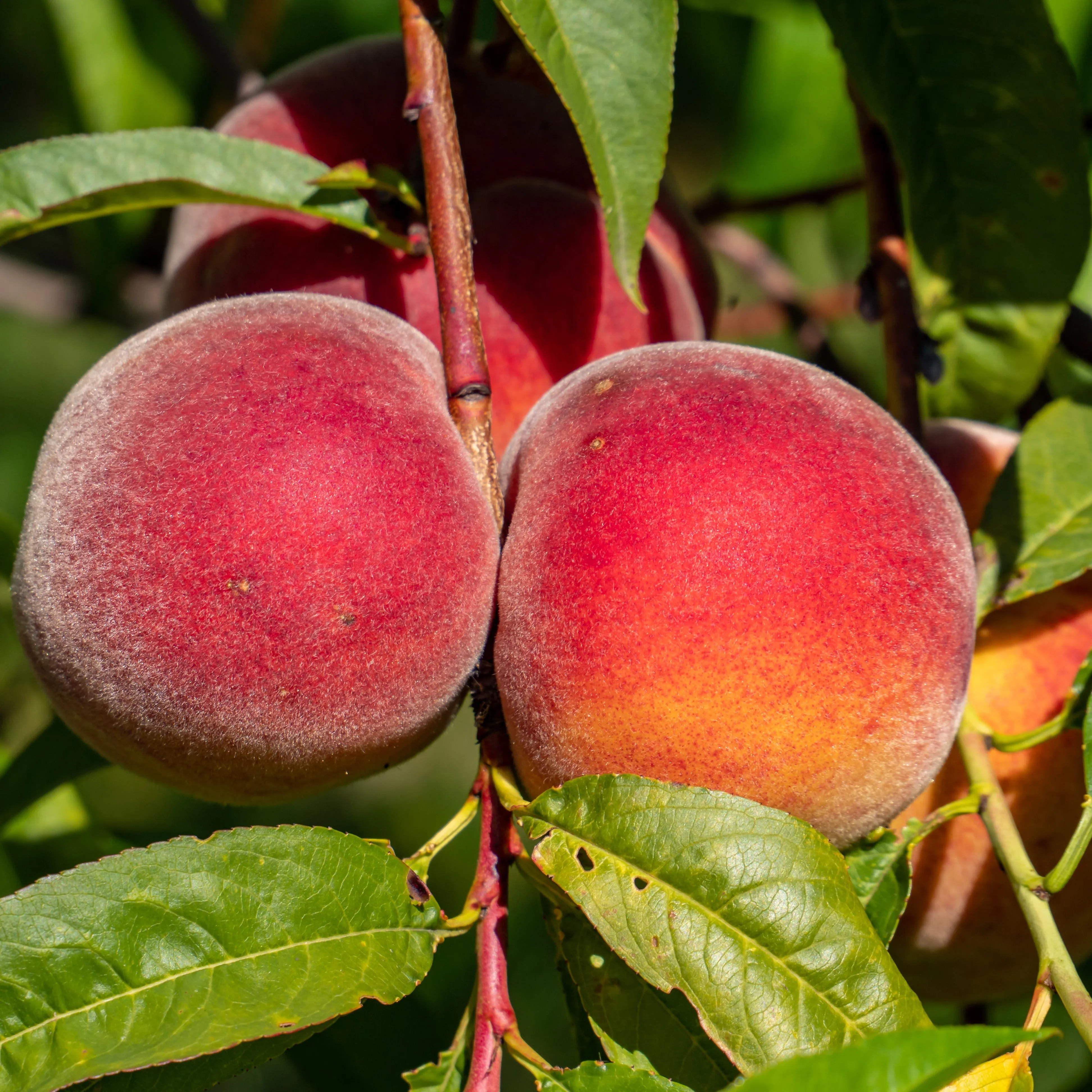 June Prince Peach Tree