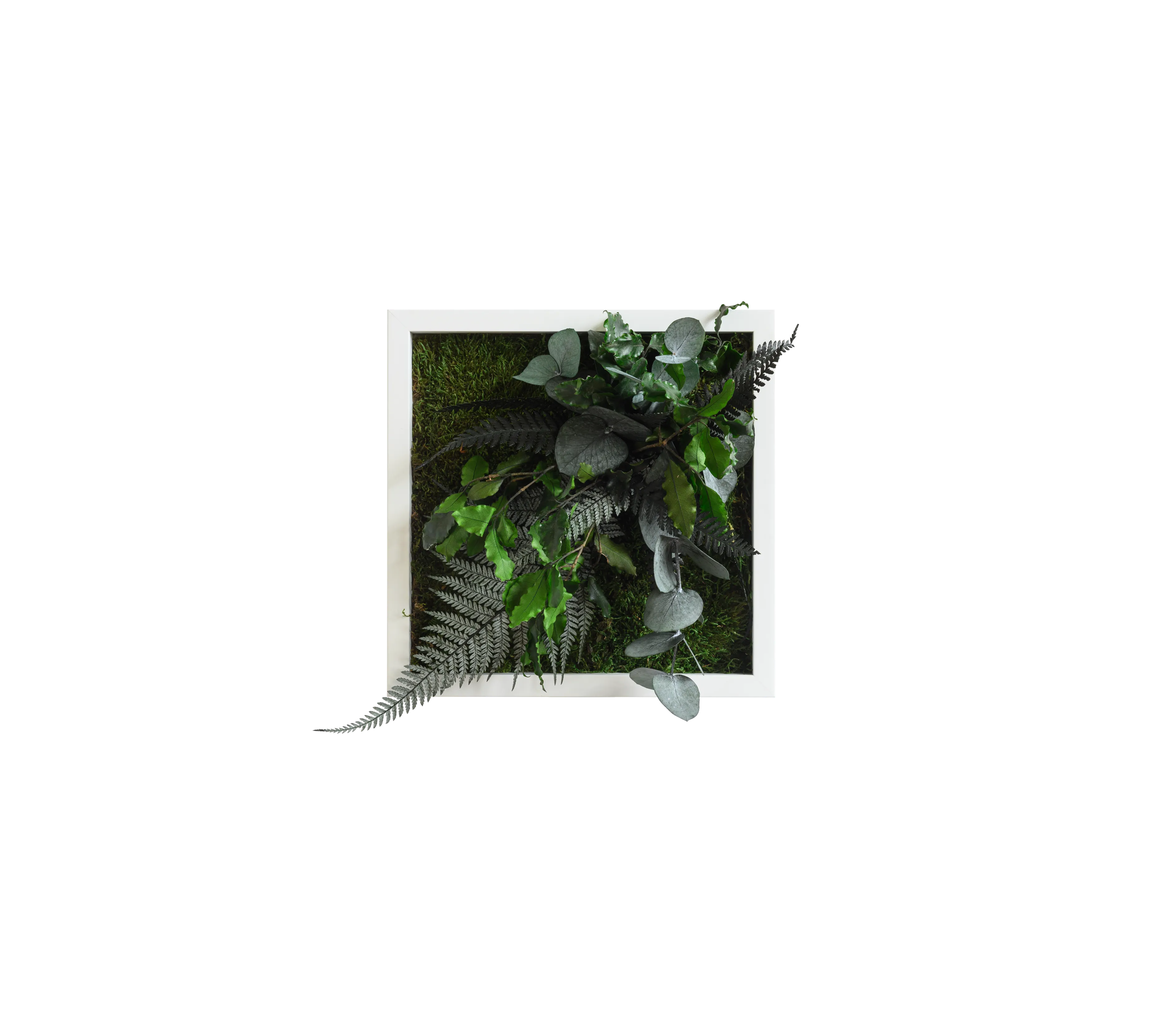 Jungle Square Plant and Moss Wall Art (22 cm)