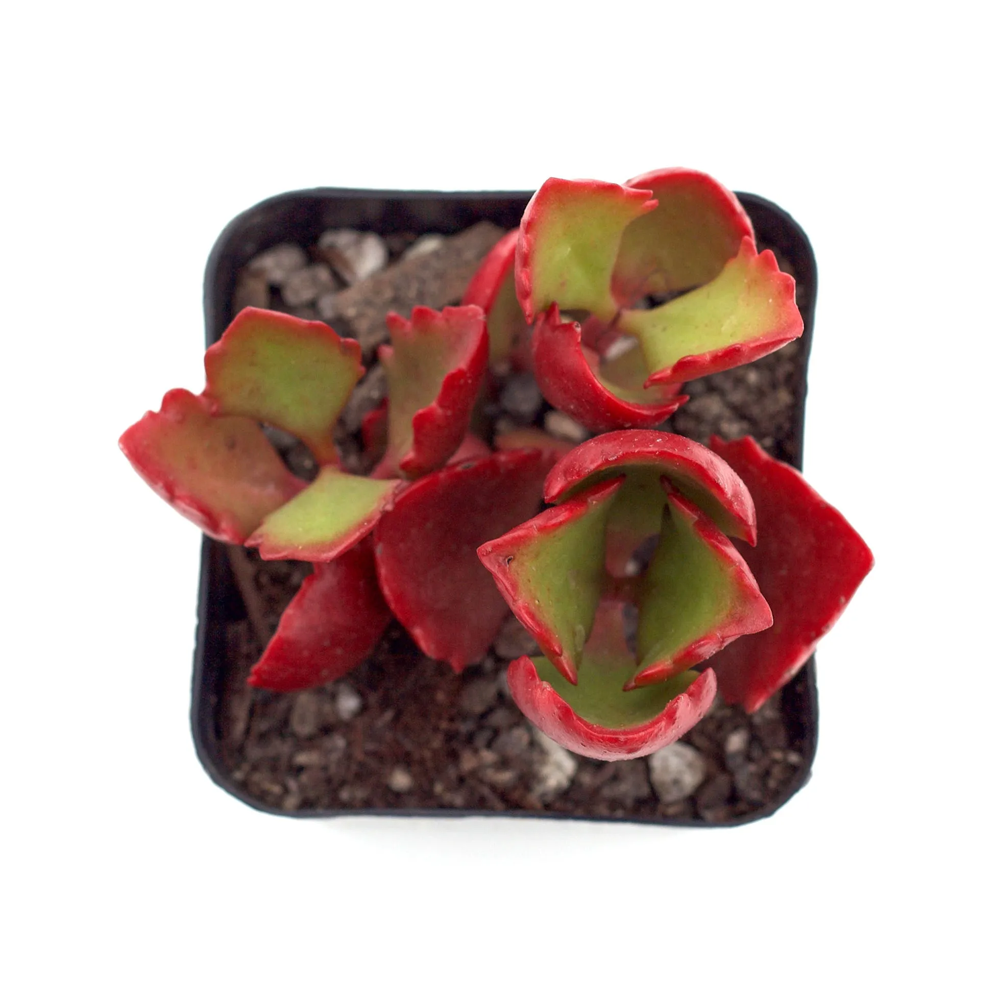 Kalanchoe sexangularis