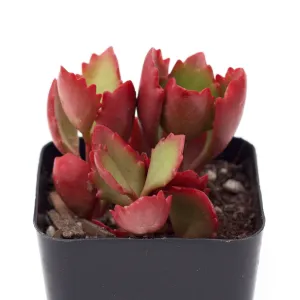 Kalanchoe sexangularis