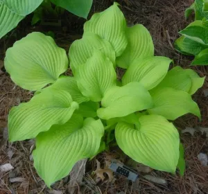 King Tut Hosta