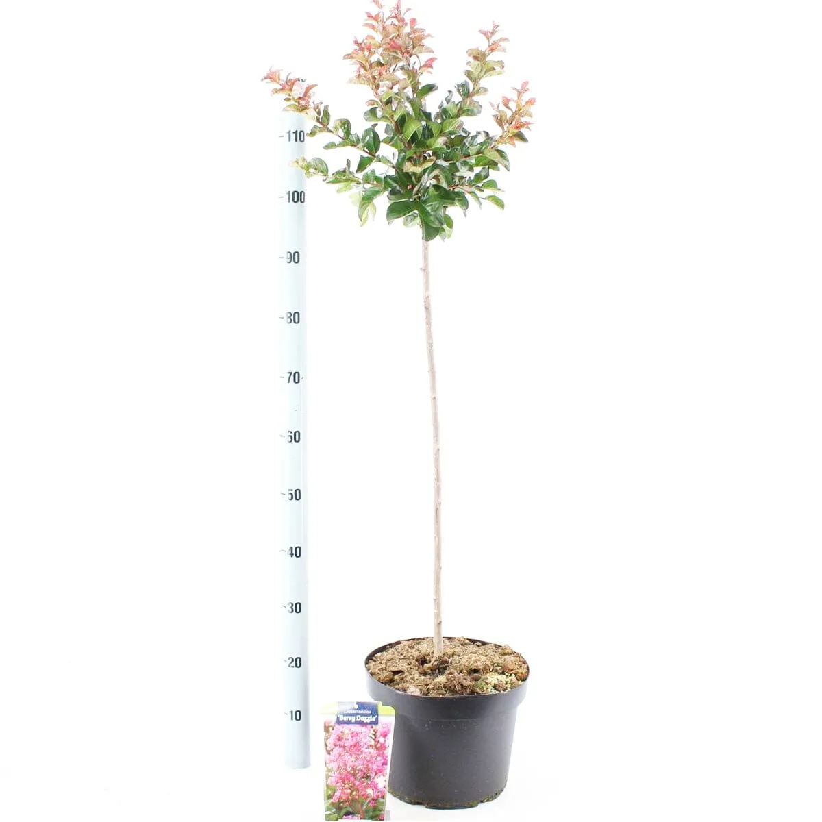 Lagerstroemia indica Berry Dazzle 29cm Pot 160cm Shrub Plant