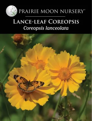 Lanceleaf Coreopsis (Coreopsis lanceolata) Seeds - Prairie Moon Nursery (L2L)