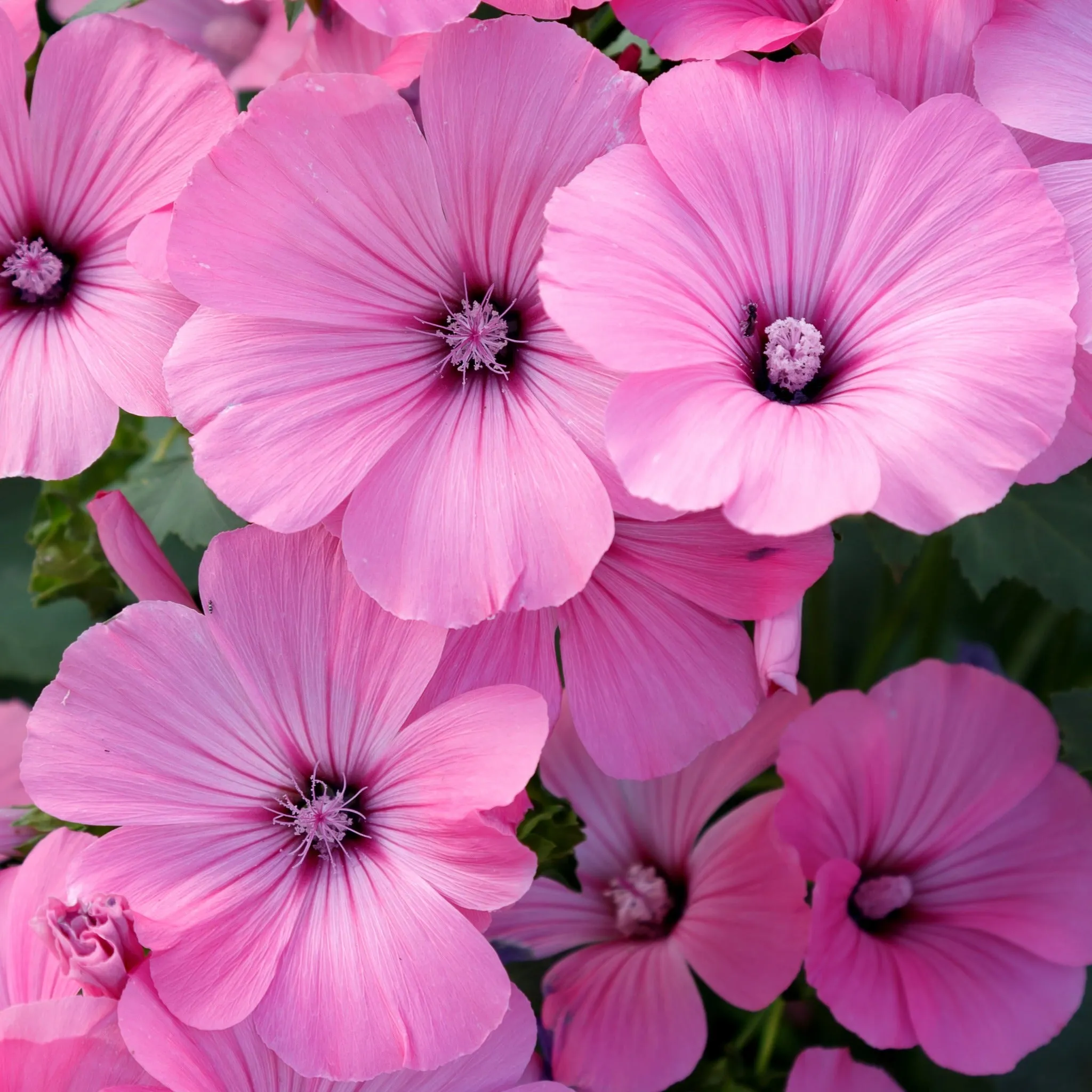 Lavatera 'Rosea' 9cm / 2L