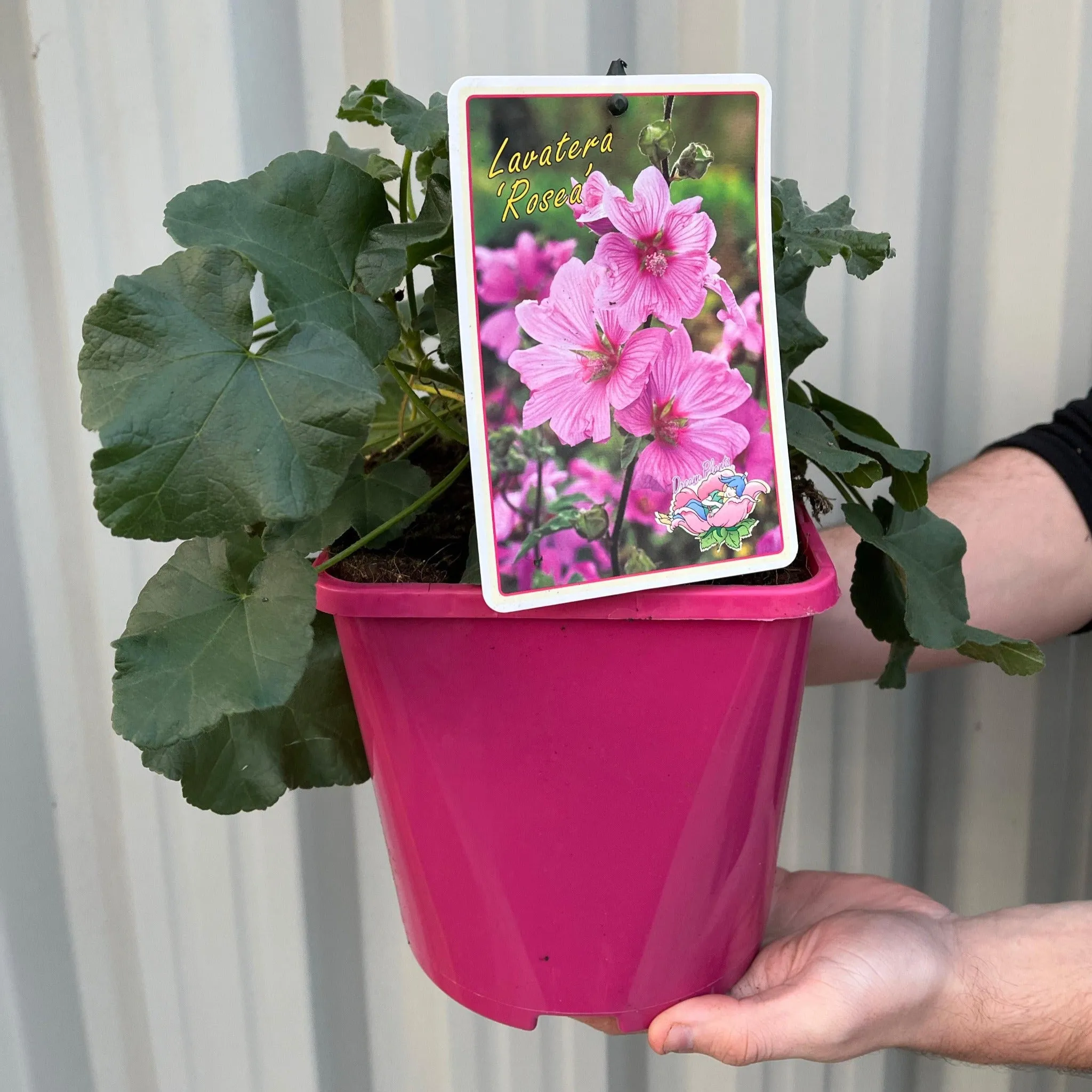 Lavatera 'Rosea' 9cm / 2L