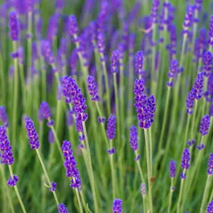 Lavender Angustifolia 'Spear Blue' 9cm