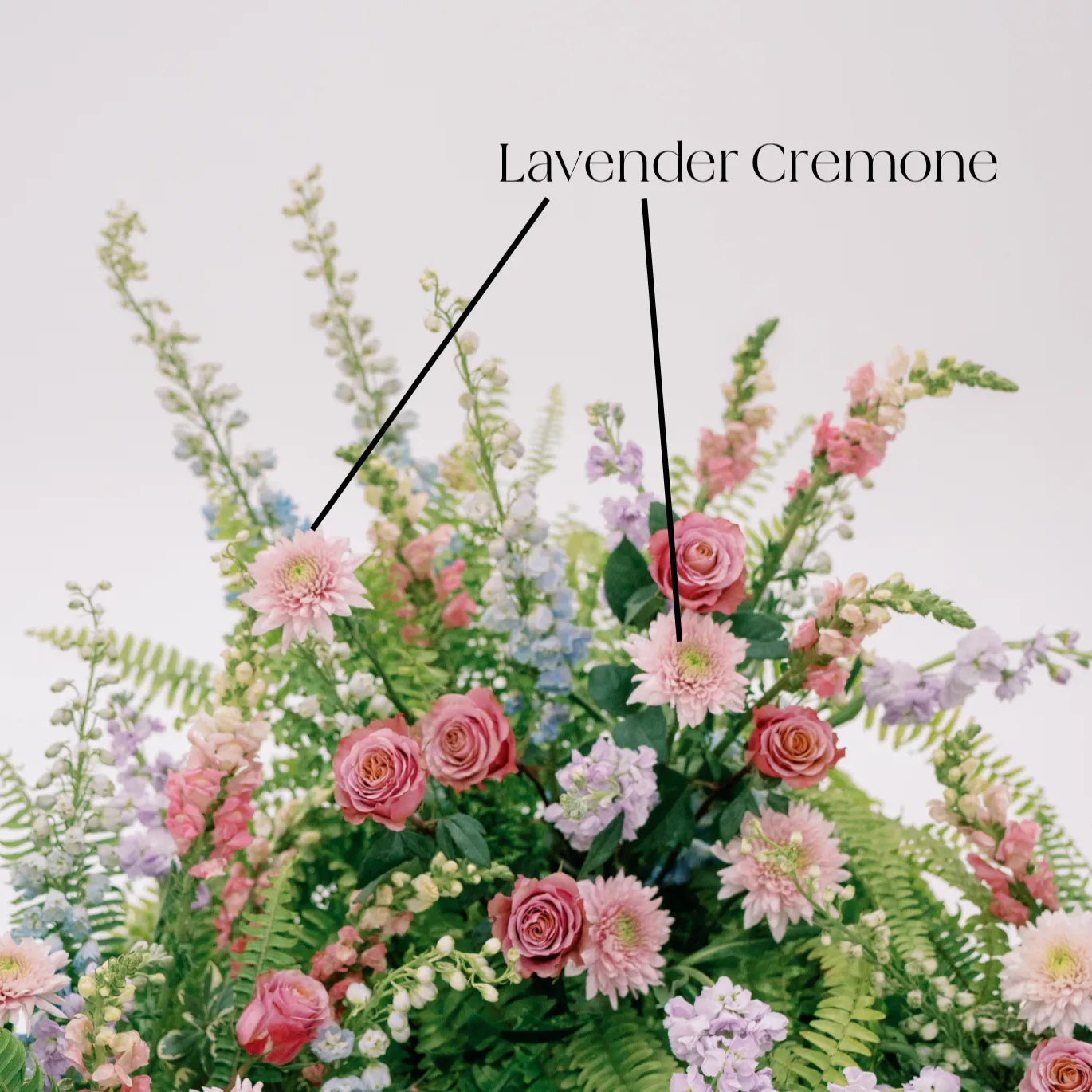 Lavender Cremone Flower