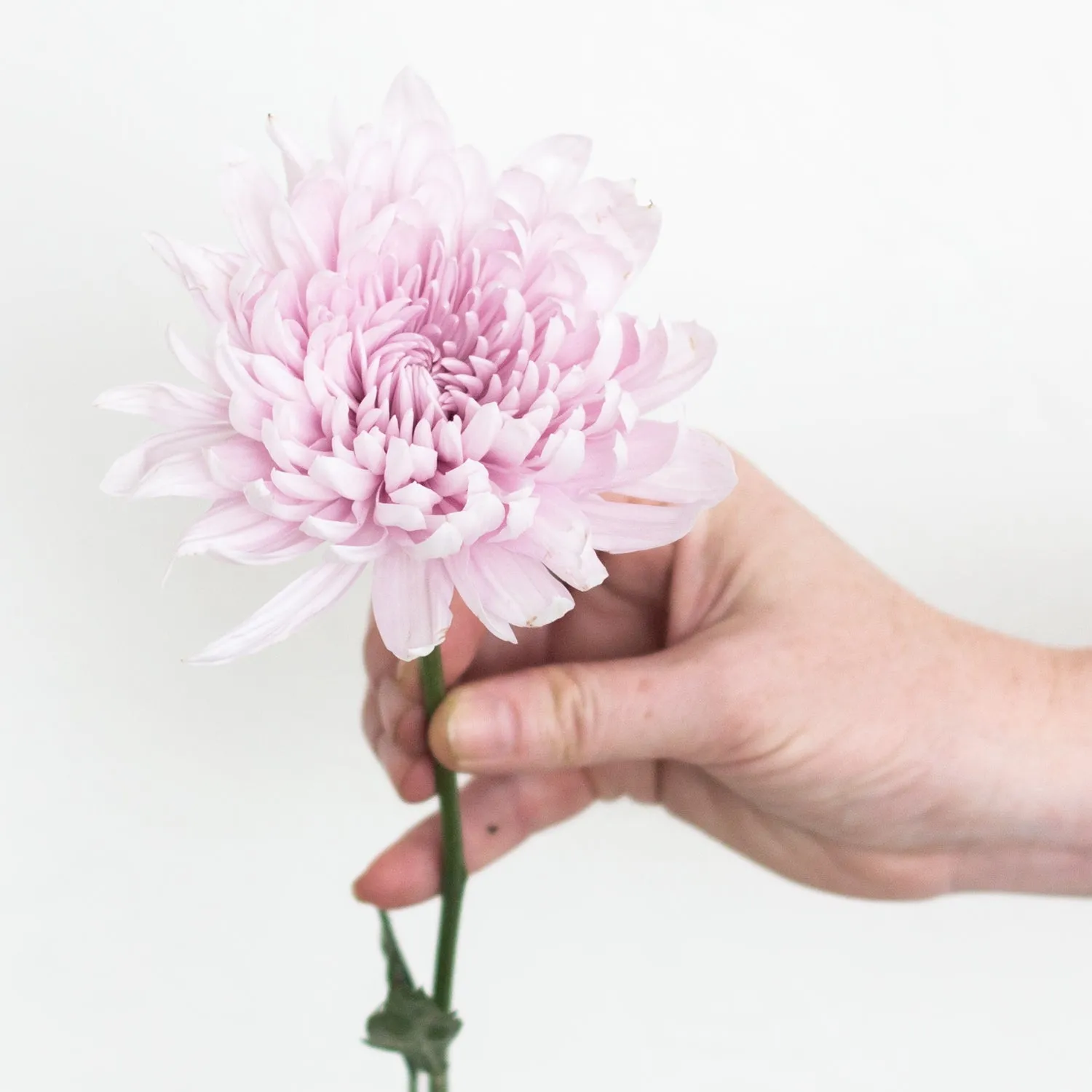 Lavender Cremone Flower