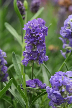 Lavender Ellagance Purple Seeds