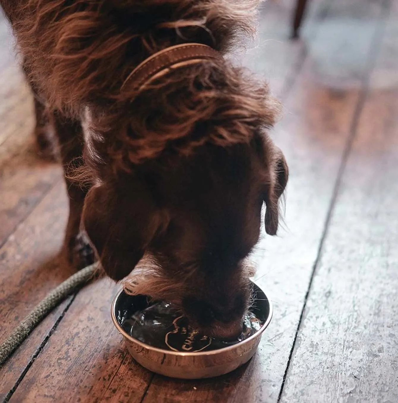 Le Chameau Stainless Steel Dog Bowl