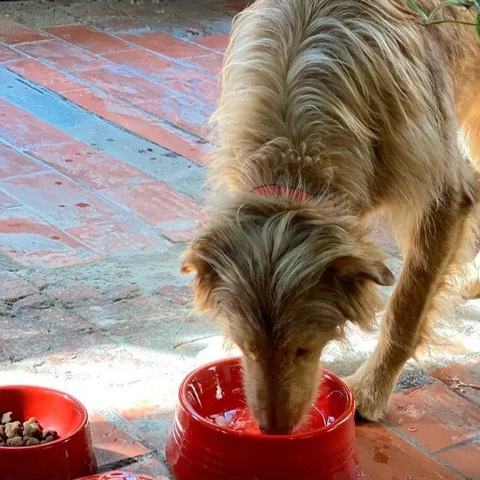 Le Creuset Stoneware Pet Bowl