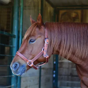 Leather Halter