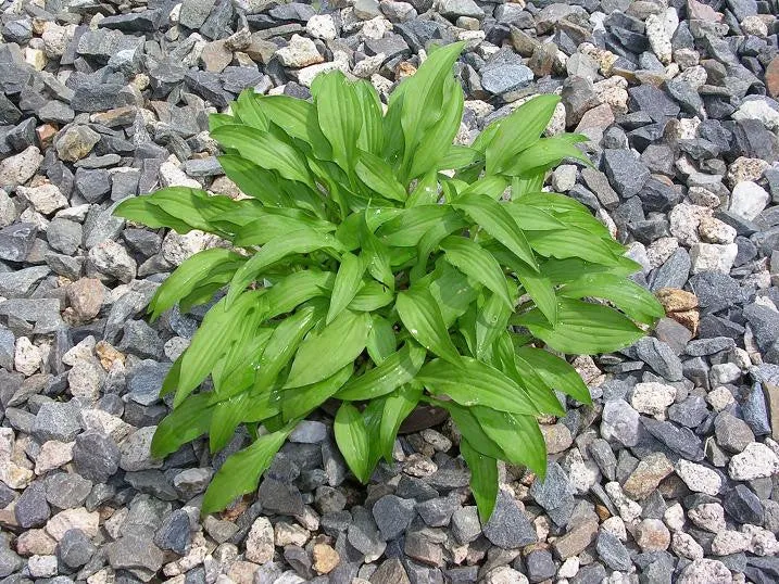 Lemon Lime Hosta