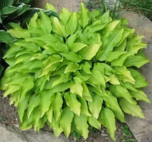 Lemon Lime Hosta