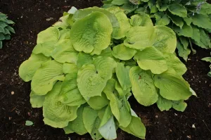 Lemon Meringue Hosta