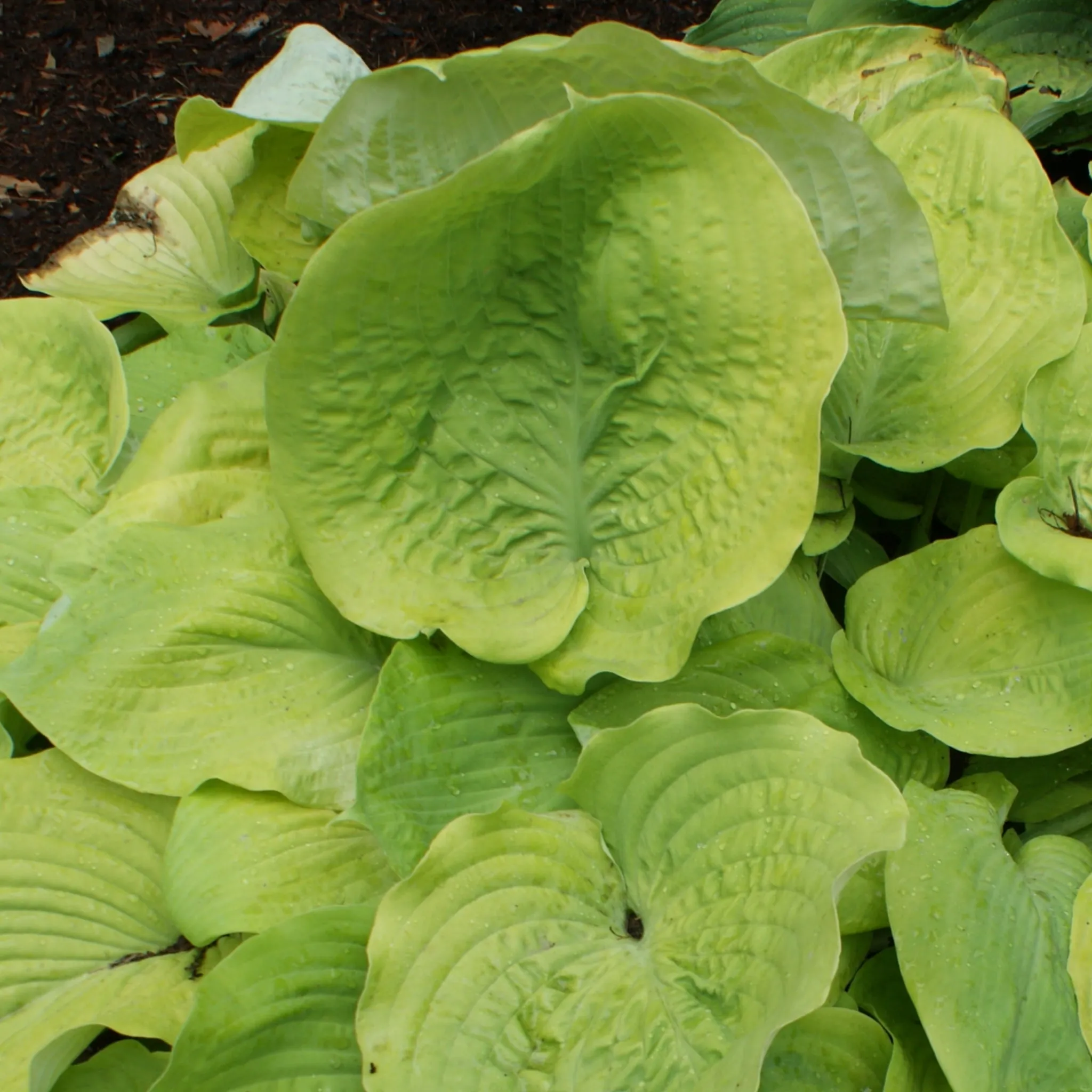 Lemon Meringue Hosta