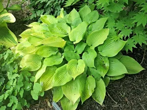 Lemontini Hosta