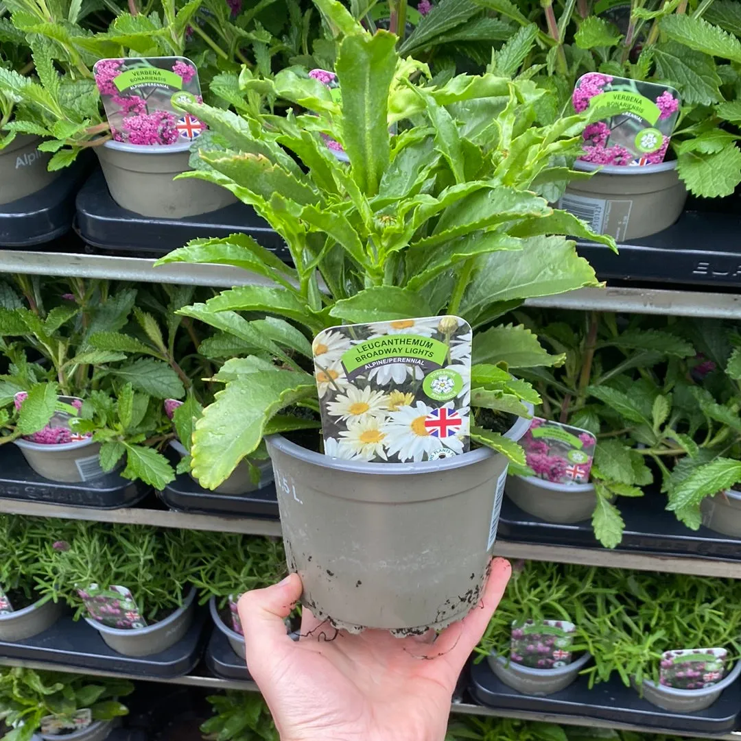 Leucanthemum 'Broadway Lights' 1.5L