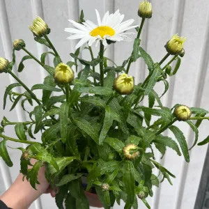 Leucanthemum 'Maximum Madonna' 1.5L