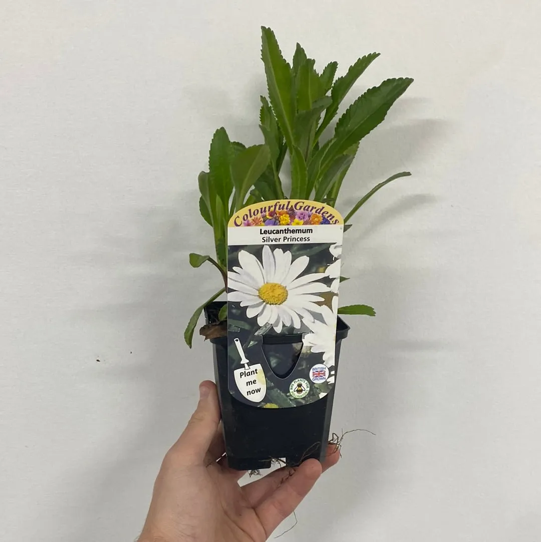 Leucanthemum 'Silver Princess' 9cm