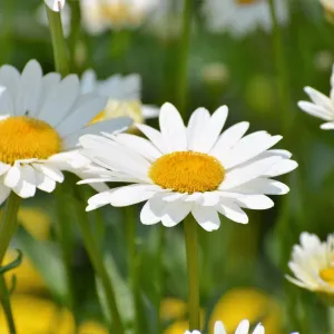 Leucanthemum 'Snow Lady' 9cm/1.5L Growers Pot