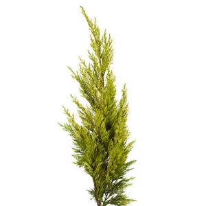 Leyland Cedar Christmas Greenery - NOV-JAN ONLY