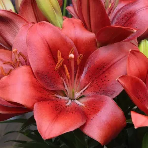 Lilium 'Summer Scarlet'