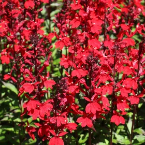 Lobelia cardinalis 'Queen Victoria' 9cm/1.5L