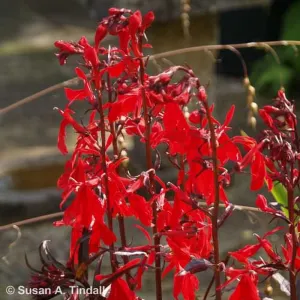 Lobelia cardinalis 'Queen Victoria' Cardinal Flower 2Ltr Pot