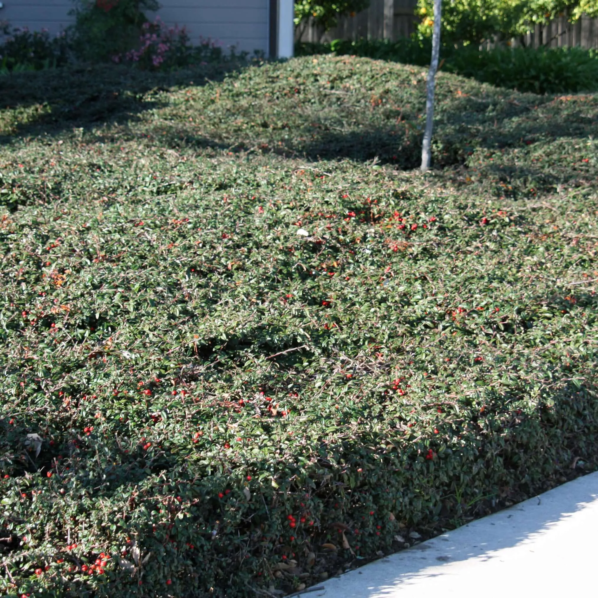 Lowfast Bearberry Cotoneaster