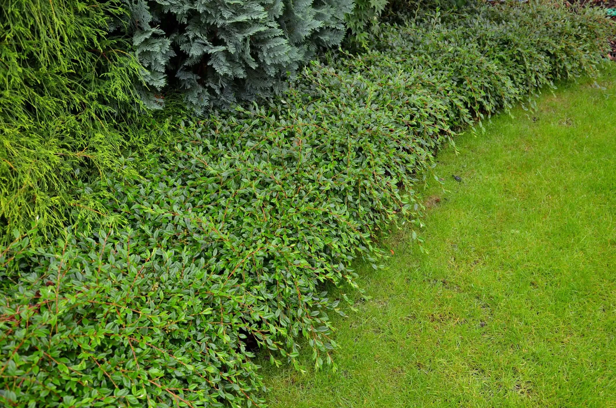 Lowfast Bearberry Cotoneaster