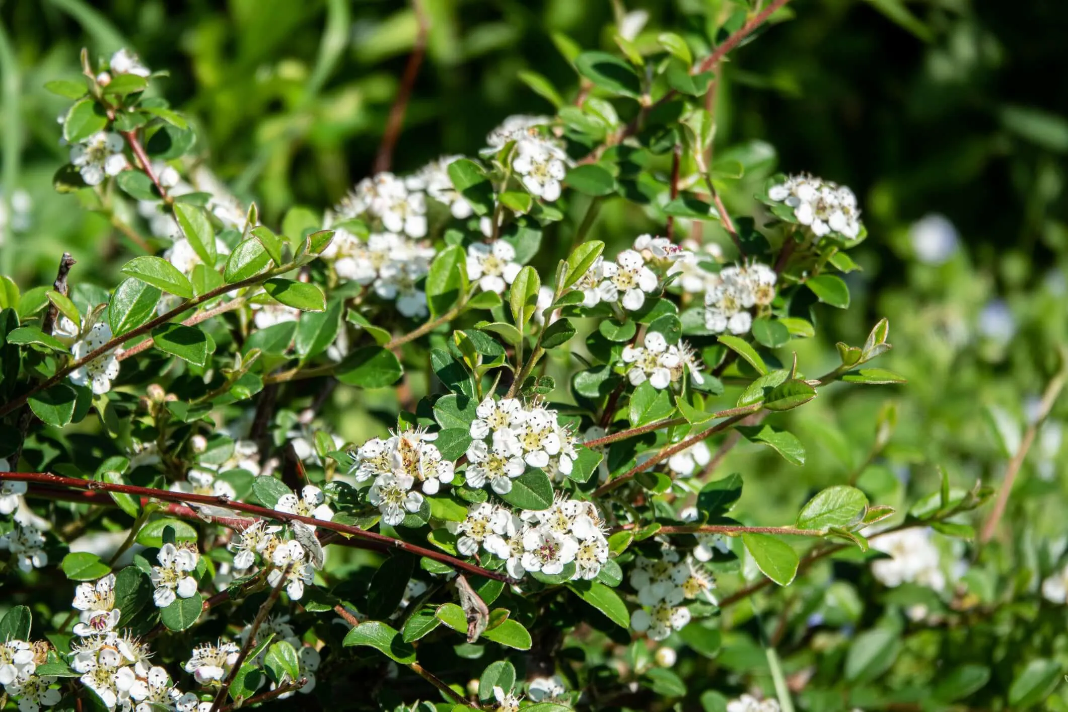 Lowfast Bearberry Cotoneaster